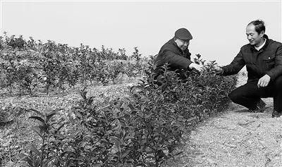 他的初心，美了“鳳凰”  ——感悟湖北省武漢市軍休六中心軍休干部徐宗元的老區情懷