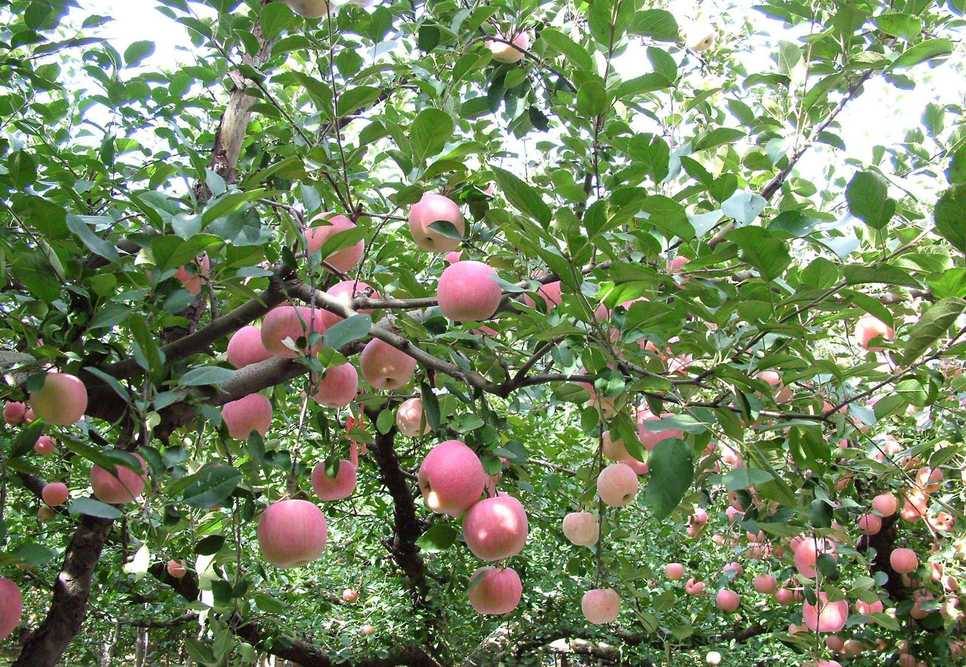 宣威市朝榮種植養殖專(zhuān)業(yè)合作社?-云南能投軍創(chuàng  )產(chǎn)業(yè)投資有限公司