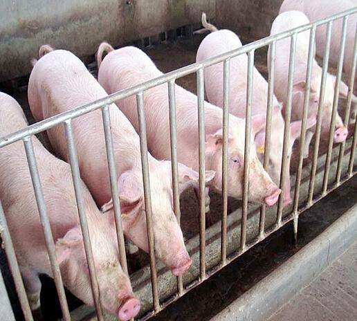 安寧時(shí)盛養殖有限公司（企業(yè)）-云南能投軍創(chuàng  )產(chǎn)業(yè)投資有限公司