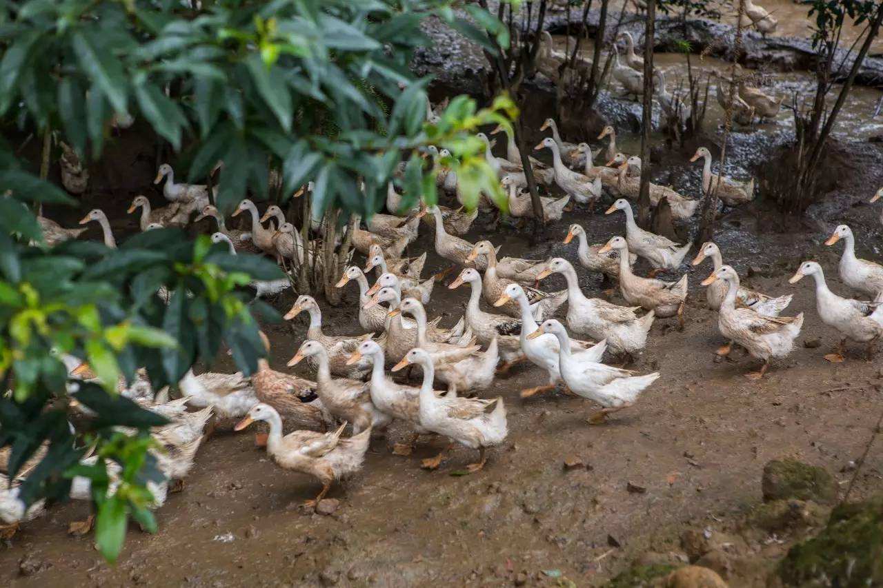 云南潤灃農牧科技有限責任公司-云南能投軍創(chuàng  )產(chǎn)業(yè)投資有限公司