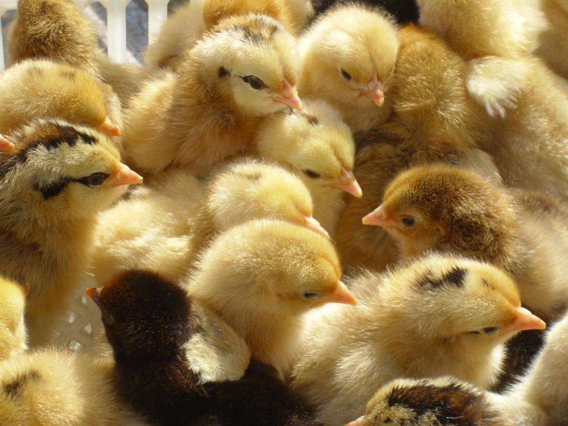 云南潤灃農牧科技有限責任公司-云南能投軍創(chuàng  )產(chǎn)業(yè)投資有限公司