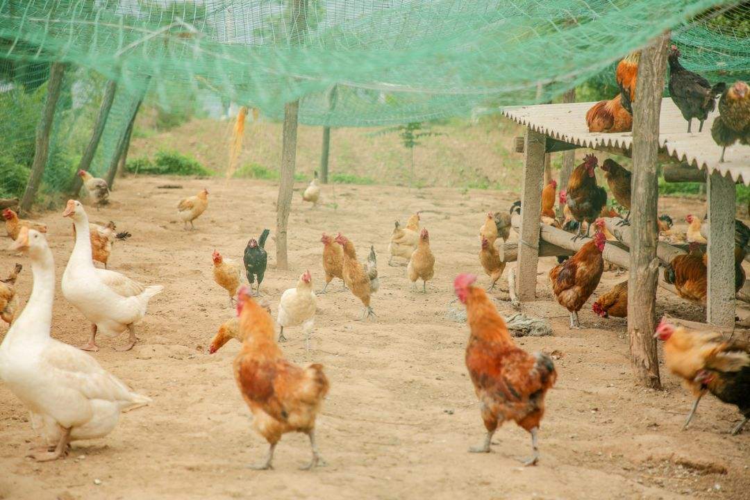 云南潤灃農牧科技有限責任公司-云南能投軍創(chuàng  )產(chǎn)業(yè)投資有限公司