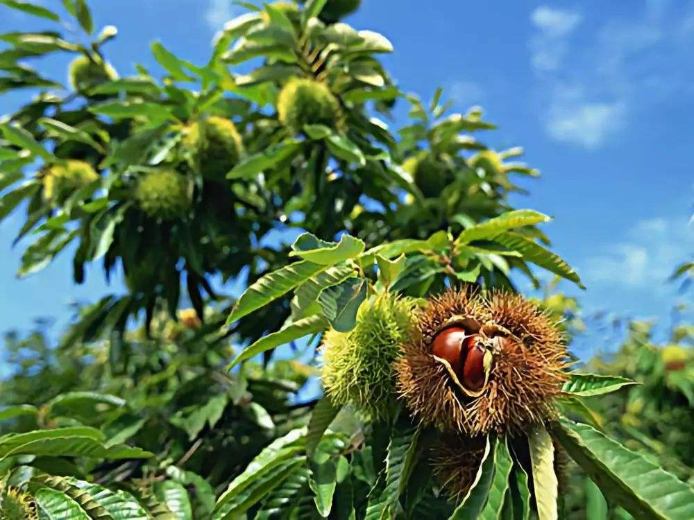 板栗種植銷(xiāo)售-云南能投軍創(chuàng  )產(chǎn)業(yè)投資有限公司