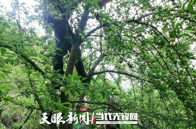 01.jpeg 退伍軍人陳剛:追夢(mèng)不停 只為帶富鄉里-云南能投軍創(chuàng )產(chǎn)業(yè)投資有限公司