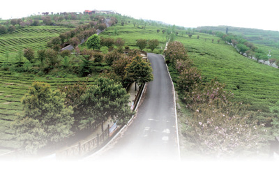 萬(wàn)家山茶園，有個(gè)王明禮……-云南能投軍創(chuàng  )產(chǎn)業(yè)投資有限公司