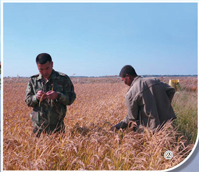 鹽堿地上的“科技特派員”-云南能投軍創(chuàng  )產(chǎn)業(yè)投資有限公司
