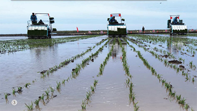鹽堿地上的“科技特派員”-云南能投軍創(chuàng  )產(chǎn)業(yè)投資有限公司