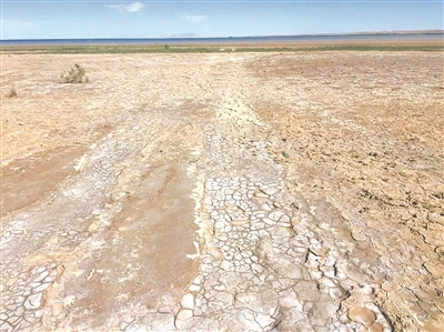 鹽堿地上的“科技特派員”-云南能投軍創(chuàng  )產(chǎn)業(yè)投資有限公司