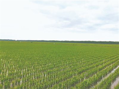 鹽堿地上的“科技特派員”-云南能投軍創(chuàng  )產(chǎn)業(yè)投資有限公司