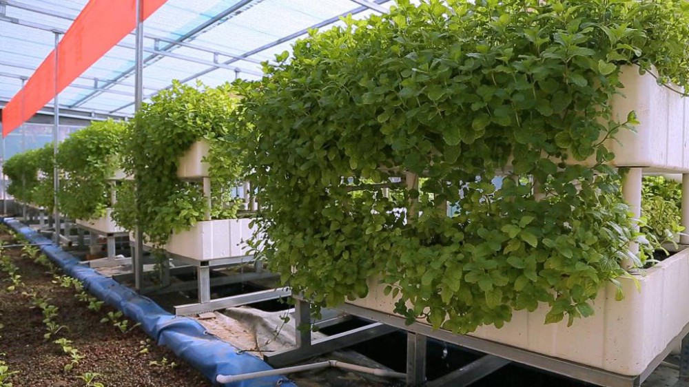 1276.jpg 六中全會(huì )精神在基層|“魚(yú)菜共生” 一位退役老兵的共同富裕夢(mèng)-云南能投軍創(chuàng )產(chǎn)業(yè)投資有限公司