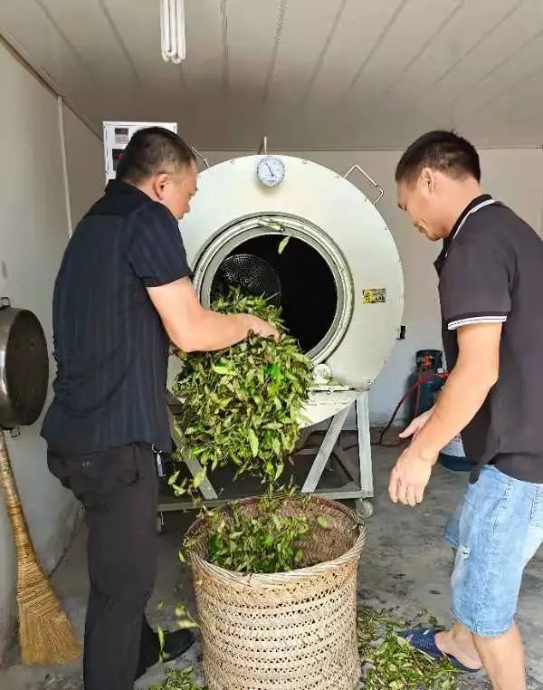 荒廢茶場(chǎng)如今年產(chǎn)量超10000斤，多虧了曾獲三等功的他！-云南能投軍創(chuàng  )產(chǎn)業(yè)投資有限公司