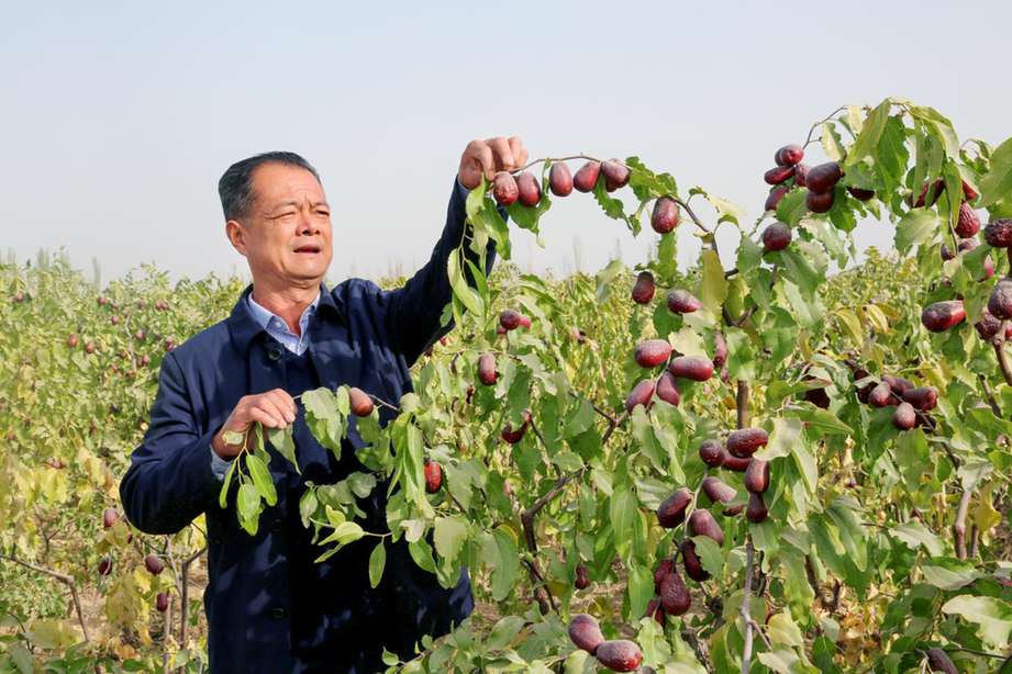 “橄欖綠”轉赴“新戰場(chǎng)”，黃沙地里“闖”出綠色扶貧路-云南能投軍創(chuàng  )產(chǎn)業(yè)投資有限公司