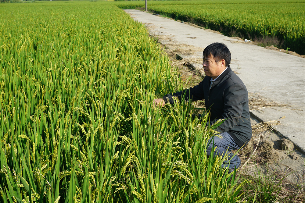 “兵支書(shū)”扎根鄉村30年，當好脫貧致富帶頭人