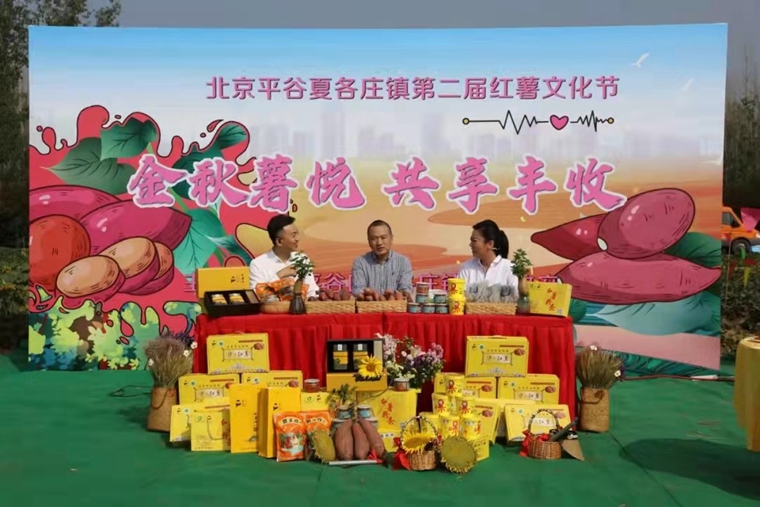 傳統小村落如何升級？這位兵支書(shū)的方法獨“薯”一幟！